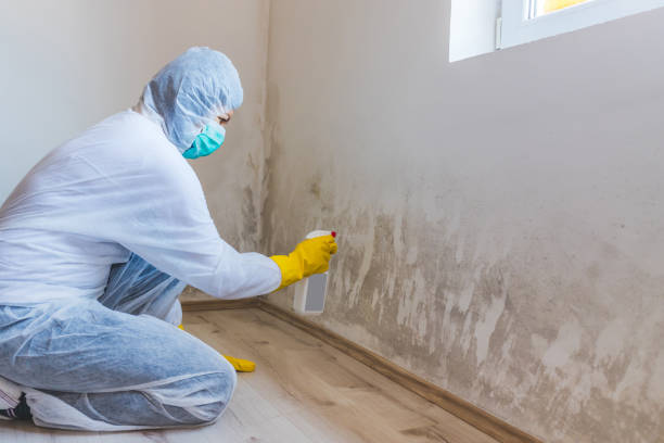 Licensed Black Mold Removal service in Skillman, NJ - WQB Mold Removal