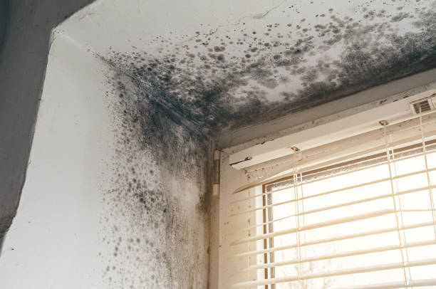 Affordable Black Mold Removal solutions in Skillman, NJ